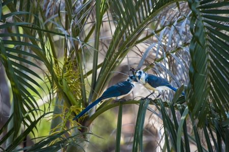 Two white throated magpie jays share a tender moment in the palm treesの写真素材
