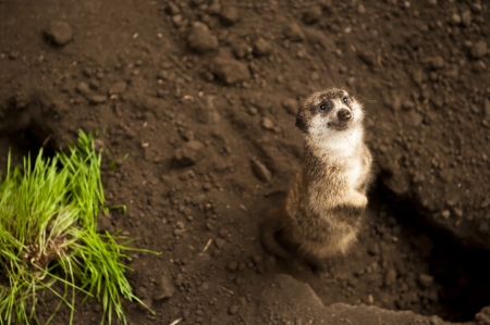 Meerkat standing by his hole looking inquisitively at the cameraの写真素材