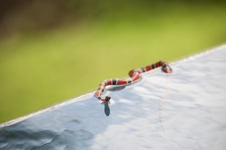 Coral Snake sits on the edge of an infinity poolの写真素材