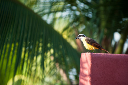 White-rigned flycatcher stands on a wall with palm trees