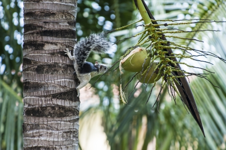A tree squirrel studies a partly opened coconutの写真素材