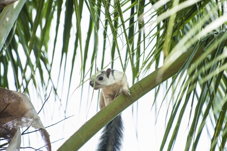 Variegated tree squirrel takes a break on the stem of a palm frawnin a palm treeの写真素材