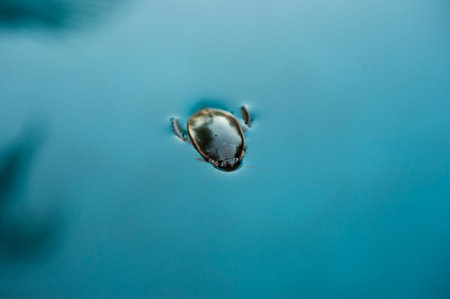 Water beetle relaxes while floating on the surface of the water