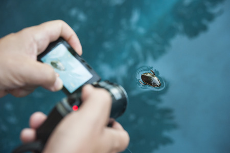 Man's hands holding a video camera filming a swimming water beetleの写真素材