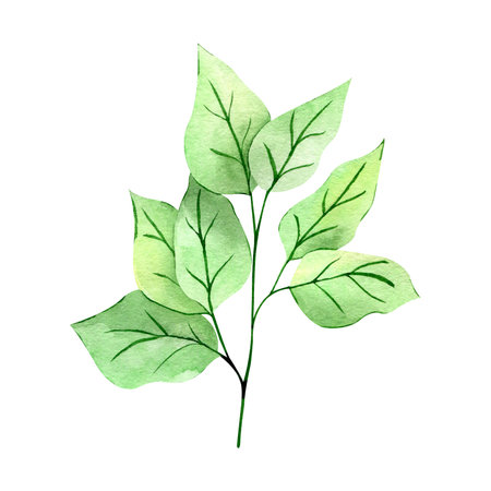 Watercolor Hand drawn greenery branch illustration isolated on white background. Botanical clipart element. Branch with leaves. Perfect for greeting cards, wedding invitations, packaging, scrapbookingの写真素材