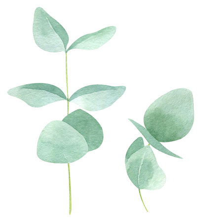 Watercolor illustration of eucalyptus branch isolated on white background. Hand drawn botanical clipart. Floral element for greeting cards, wedding invitations, packaging, scrapbookingの写真素材