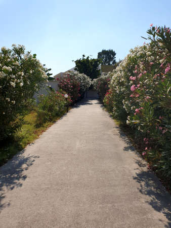 Walk way in the Park, Garden landscape. A beautiful flowers walking path, Kos Island, Greeseの写真素材