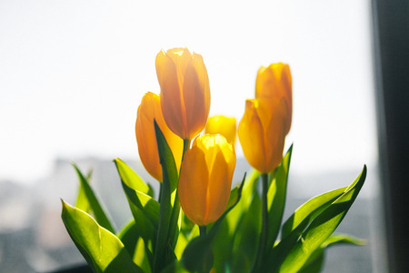 Bouquet of yellow tulip in glass vase near the windowの写真素材