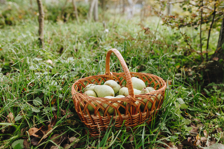 Basket full of green organic pears in garden backgroundの写真素材