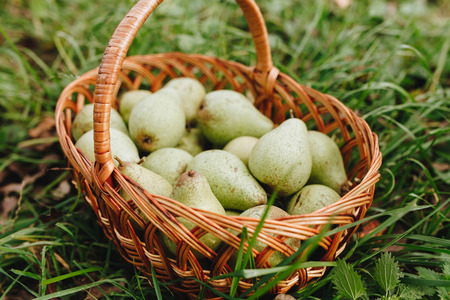 Closeup image of basket with fresh pears on grass in garden backgroundの写真素材