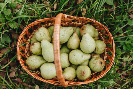 Top view of fresh organic juicy pears in basket on grass outdoor backgroundの写真素材