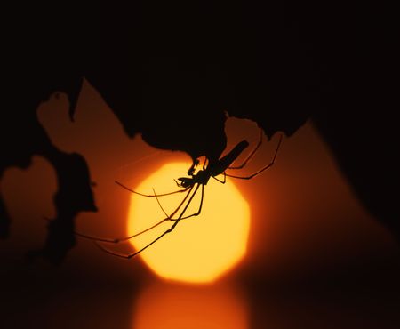 Silouette of a spider against a sunset の写真素材