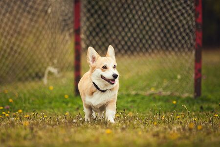 Corgi running in the parcの写真素材