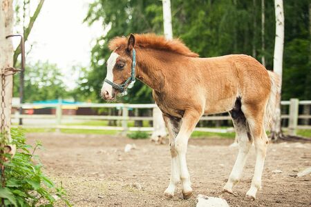 Brown foal, close up Green backgroundの写真素材