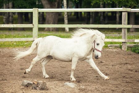 White pony running on the farmの写真素材