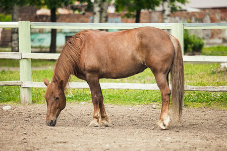 Brown horse at the farm. Red mare grazing