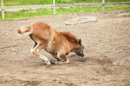 Brown foal at the farmの写真素材