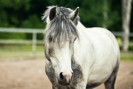 Portrait of white pony at the farmの写真素材