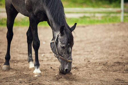 Black horse grazing at the farm. Horse eating something from the earthの写真素材