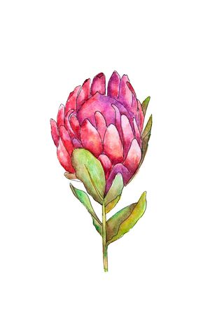 Watercolor drawing of pink flower protea on the white background. Illustration of pink flower protea. Handmade illustrationの写真素材