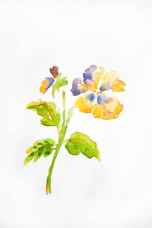 Watercolor drawing of flower isolated on white background. Illustration of kiss-me-quick.の写真素材