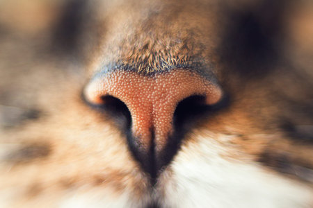 Cat's nose, very lose up. Nose of the cat.