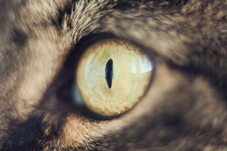 Eye of the cat. Cat's eye, close up, Very close up of cat's eyeの写真素材