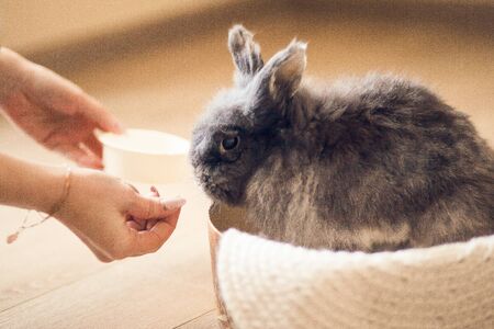 Fluffy gray rabbit and hand with some foodの写真素材