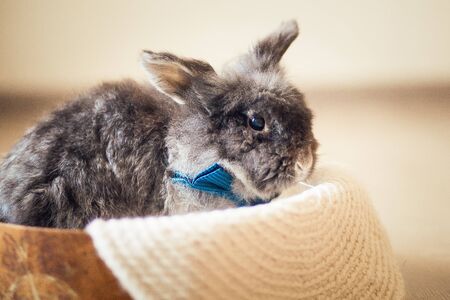 Portrait of the fluffy gray rabbit with blue bow tieの写真素材