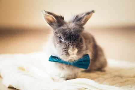 Portrait of the fluffy gray rabbit with blue bow tieの写真素材