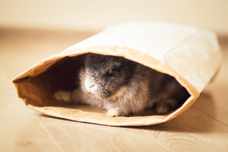 Fluffy gray rabbit in craft bag