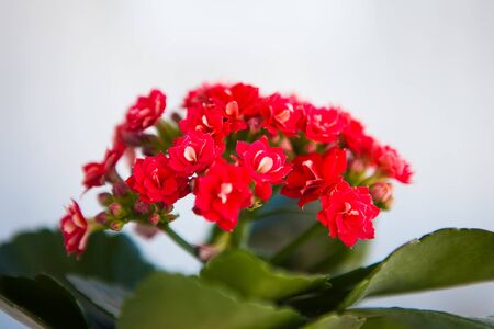 Small red flowers of kalanchoeの写真素材