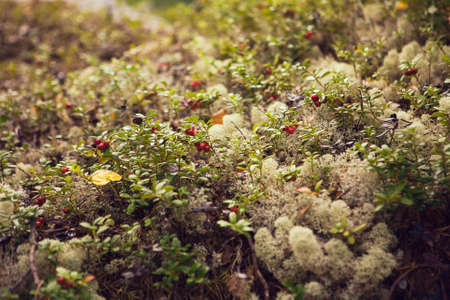 Cowberry and green moss. Close up of red bilberry. Moss and clusterberry in the forest.の写真素材