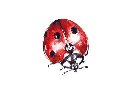 Watercolor drawing of red ladybug isolated on the white background. Handmade illustration of ladybeetle, ladybird.の写真素材