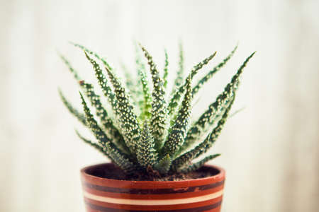 Variegated succulent in craft pot, close up. Aloe vera plant. Natural organic renewal cosmetics. Aloe leaf, leaves.の写真素材