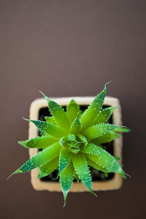 Green succulent in pot on dark brown background. Home plant, flat lay, copy spaceの写真素材
