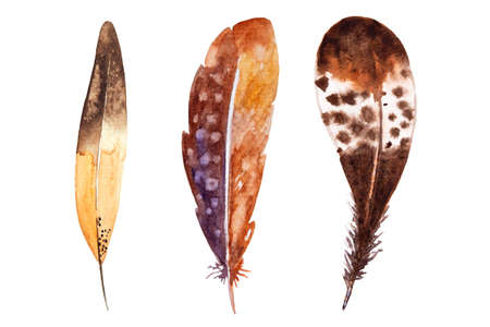 Set of watercolor brown feathers on white background. Bird's feather. Variegated featherの写真素材