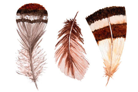 Set of watercolor brown feathers on white background. Bird's feather. Variegated featherの写真素材