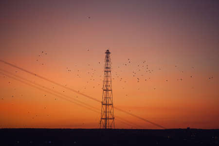 Sunset, tower and some birds in the sky.の写真素材