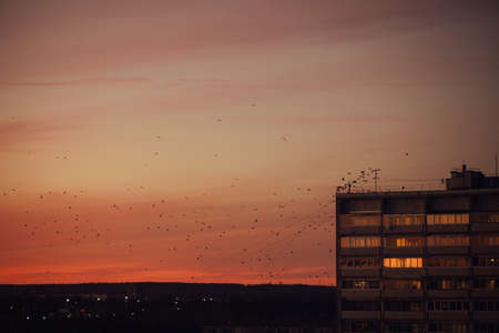 Sunset, urban building and birds in the sky.の写真素材