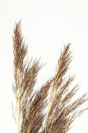 Dried grass on white background with copy space.の写真素材