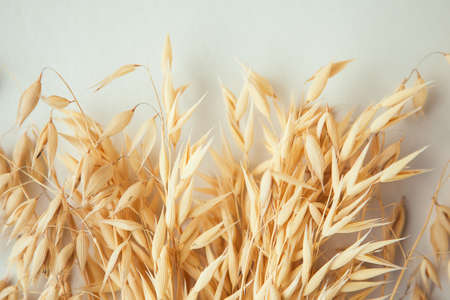 Oat ears on white background. Oat plant close up.の写真素材