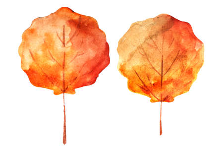 Watercolor drawing of autumn leaves isolated on the white background. Hand painted illustration of aspen leaf.の写真素材