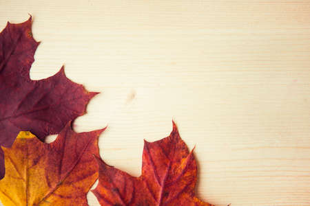 Multocolored maple leaves on wooden background, close up. Autumn leaf close up with copy space.の写真素材