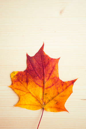 Orange maple leaf on wooden background. Autumn leaf.の写真素材