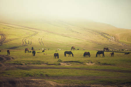 horses graze on hill. Many horses on green pasture.の写真素材