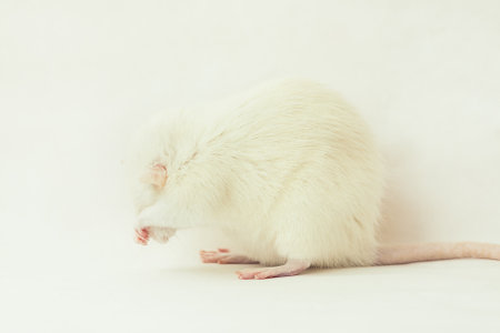 White rat dumbo with red eyes cleaning and washing itself, isolated on white background. Pet, rodent. laboratory experiment.の写真素材