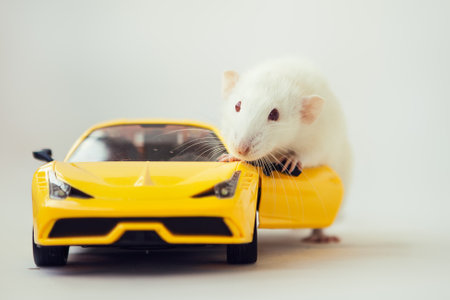 White rat dumbo with red eyes on yellow car toy on white background. laboratory rodentの写真素材