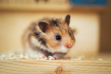 Hamster in a cage. Hamster on a wooden background.の写真素材