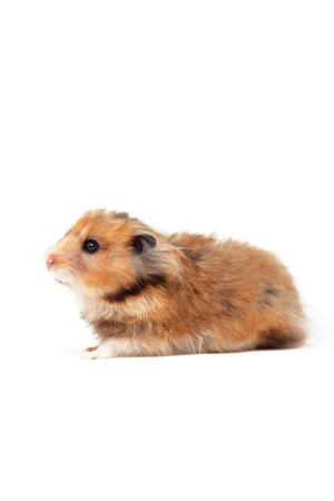 Gold hamster isolated on white background. Cute little hamster, pet. Studio shot. Veterinary practiceの写真素材